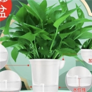限区域、88VIP：除甲醛 绿萝盆栽10盆