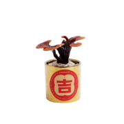 花加（flowerplus）「年宵绿植小号蜡梅+加仑盆+盆套」节日美观桌面装饰