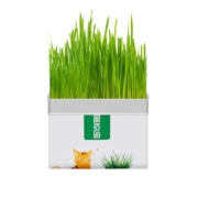 瓜洲牧 猫草盆栽 无土水培化毛草*1