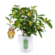 京东鲜花x苏州博物馆联名桂花树盆栽 月月桂四季桂花卉绿植 教师节中秋节花礼