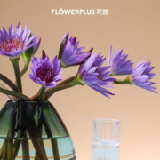 PLUS会员；预售 花加（flowerplus）云南基地直发  紫色睡莲10枝