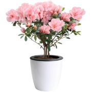 杜鹃花盆栽花卉植物室内花带苞大颗老桩四季开花植物好养易活绿植