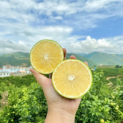 5斤云南玉溪冰糖橙坏果包赔