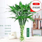 姬卉 富贵竹 80CM 10棵
