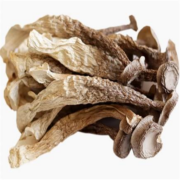 农乐美 云南鹿茸菇干货100g
