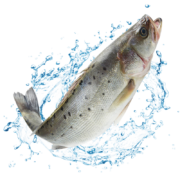 名渔湾 国产海鲈鱼1000g2条装 健康轻食