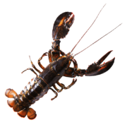 渔传播【活鲜】加拿大龙虾波士顿龙虾波龙鲜活 450-500g1只海鲜水产