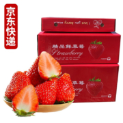 PLUS会员：静益乐源 大凉山红颜草莓 净重3斤 中果礼盒装 单果13-18g