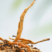 Plus会员:悦己初露 特级云南滇红茶 甜润饱满 赠送礼袋2022年新茶 200克（100克*2盒）