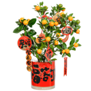花点时间（Reflower）东客年货绿植四季金桔树盆栽带果易养活桂花树年宵花新年礼物 年宵四季桔简约盆