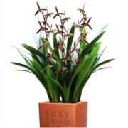 劉閣蘭花 刘阁兰花苗 墨玉2苗 加盆土肥说明书