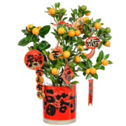 简值了 京东鲜花 年宵绿植 春节装饰新年礼物大吉大利-四季桔盆栽