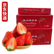 PLUS会员：静益乐源 大凉山红颜草莓 净重3斤中果礼盒装 单果13-18g