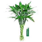 竹姬 姬卉 富贵竹 70CM 10棵