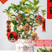 简值了 京东鲜花  年货新年礼物大富大贵-桂花盆栽