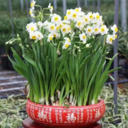 花色素雅！醇真 水仙花种球 10棵+水培盆