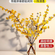 醇真  腊梅干枝带花苞 40-50cm 10枝
