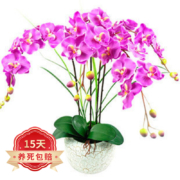 欧悟 蝴蝶兰花苗盆栽 蓝精灵+透明原盆+原土
