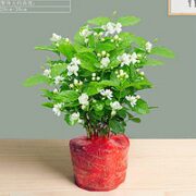 四季盆栽 茉莉花苗盆栽 6年苗5棵