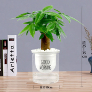 京喜特价，有券的上：早安吸水盆发财树