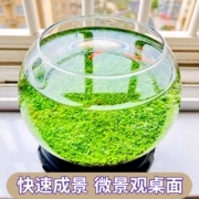 概率券：水草种子5g+陶粒砂200g
