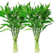 致荟树  水培富贵竹 60-70cm  10支