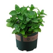 花无痕 薄荷籽500粒+盆+土+肥料