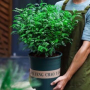 净气驱蚊！鲜木 清香胡椒木盆栽 3年苗 2盆+加仑盆