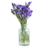 plus会员：FlowerPlus 花加 勿忘我1束