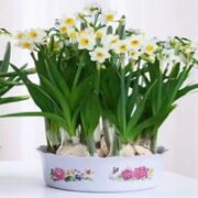 水培水仙花 10颗种球+水培盆
