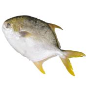 PLUS：MPDQ 深海冷冻 金鲳鱼 珍选装550g*3件
