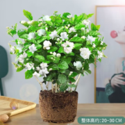 好养易活！鲜木 茉莉花盆栽 5棵+螺旋盆