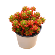 概率券：红豆 多肉绿植盆栽 90口径含盆