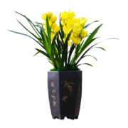 概率券：劉閣蘭花 建兰超香兰花  2苗加盆土肥套餐
