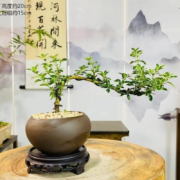 概率券，京喜APP：香昔庄园 六月雪盆景 （如图栽好）