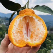 鲜菓篮 四川丑橘 丑橘不知火5斤尝鲜装×2件