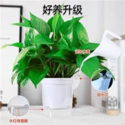 88VIP：除甲醛绿萝盆栽 简约自动吸水 10盆 12cm