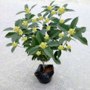 绘枫屿 四季桂盆栽 当季开花 1.5cm粗 5年苗+原土盆+带花苞