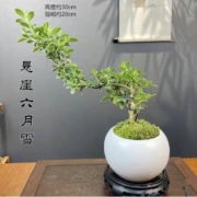 香昔庄园 六月雪盆景 天圆地方 底座（如图示）