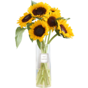 plus会员：flowerplus 花加 鲜花 mini向日葵6枝