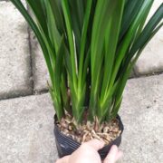 琅初梦 墨兰企黑带简易盆栽好6-7苗