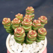 概率券：轩林美 多肉植物 肉肉盆栽组合套装 钱串 5-8头