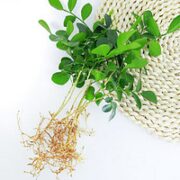 纵观天下 九里香幼苗2株