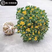 纵观天下  四季桂盆栽  5年苗