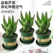 吸收辐射！鲜木  芦荟盆栽  2盆+加仑盆
