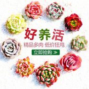 轩林美 植物盆栽（随机6棵)