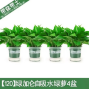 净化空气！花农氏 绿萝盆栽 绿加仑自动吸水4盆 12cm