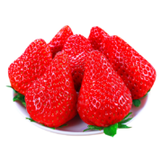 shawoshuguang 沙窝曙光 草莓新鲜丹东99红颜草莓大凉山草莓3斤装（大果）
