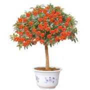 爱惜 四季桂花盆栽 5年苗