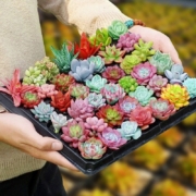有券的上：易囍艺 多肉植物组合 精选6棵 不重复(不含盆土)